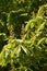 Horse chestnut (Aesculus hippocastanum) - inflorescences with flower buds