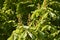 Horse chestnut (Aesculus hippocastanum) - inflorescences with flower buds