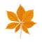 Horse chestnut autumn leaf on white background, vector