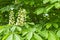 Horse chestnut bloom in spring, white candle cones in green tree foliage. Landscape design park decor