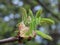 Horse chestnut blossom first