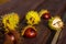 horse chestnut buckeye conker on a wooden surface, autumn background, close up