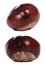 Horse-chestnut conkers