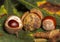 Horse chestnut conkers