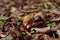 Horse chestnut conkers on Autumn leaves