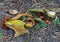 Horse Chestnut Conkers, Leaves and Husks