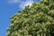 Horse chestnut flower