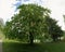 Horse Chestnut in flower on Lake Walen, Swiss Alps