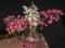 Horse chestnut flowers, ordinary and red, on the table in a glass vase on a black background.