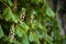 Horse chestnut foliage and flowers. Aesculus hippocastanum. Texture of foliage and lush flowering of chestnut candles in spring