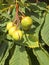 Horse chestnut fruit