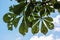 Horse-chestnut green leaves, detailed natural contrast scene
