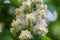 Horse chestnut inflorescence, blurred view at shallow depth of field
