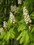 Horse-chestnut inflorescences