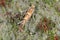 The horse-chestnut leaf miner Cameraria ohridella is a leaf-mining moth of the Gracillariidae family. Moth on bark.