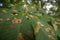 Horse chestnut leafs affected by Horse chestnut leaf-mining moth resulting in brown stains