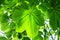 Horse chestnut leaves background