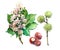 Horse chestnut plant Watercolor illustration