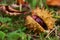 Horse chestnut in shell