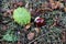 Horse chestnut shell case and conker lying on an autumn ground