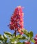 Horse chestnut tree Aesculus carnea with red blossom flower