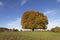 Horse chestnut tree (Aesculus hippocastanum) Conker tree in autumn, Lengerich, North Rhine-Westphalia, Germany