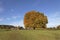 Horse chestnut tree (Aesculus hippocastanum) Conker tree in autumn, North Rhine-Westphalia, Germany