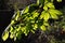 Horse Chestnut Tree Bursting With New Growth