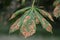 Horse chestnut tree with leaf mining moth mines