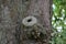 Horse chestnut tree surgery branch pruning trunk wound scar