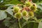 Horse chestnut tree with young green chestnuts closeup
