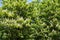 Horse chestnut trees in bloom in spring