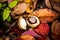 Horse Chestnuts and Autumn Leaves, Oxford UK