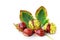 Horse-chestnuts fruits and leaf isolated