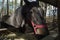 A horse, chewing hay.