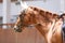 Horse close up during dressage training with unknown rider in a riding hall