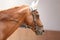 Horse close up during dressage training with unknown rider in a riding hall