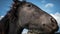 Horse close-up, horse head. The horse is thoroughbred