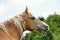 Horse close up picture. Portrait of a horse, brown horse