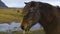 Horse Close up view of sad brown horse eyes. Domestic animal, needs freedom. Muzzle of a horse. Graceful horse.