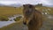 Horse Close up view of sad brown horse eyes. Domestic animal, needs freedom. Muzzle of a horse. Graceful horse.