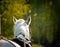 Horse closeup in harness