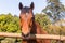 Horse Closeup Head Outdoors