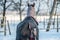 Horse with clothes in wintertime, back view