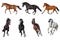 Horse collection isolated