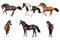 Horse collection isolated