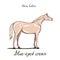 Horse color chart. Equine coat colors with text. Equestrian scheme.