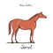 Horse color chart. Equine coat colors with text. Equestrian scheme. Sorrel type of horse.