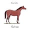 Horse color chart on white. Equine coat color with text. Equestrian scheme.