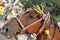 Horse with colourful decorations